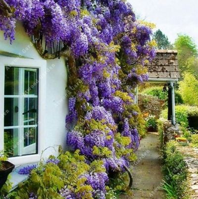 Вьющиеся растения с фиолетовыми цветами