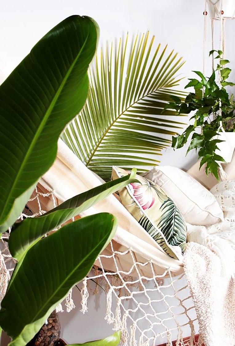 Тропические растения в интерьере