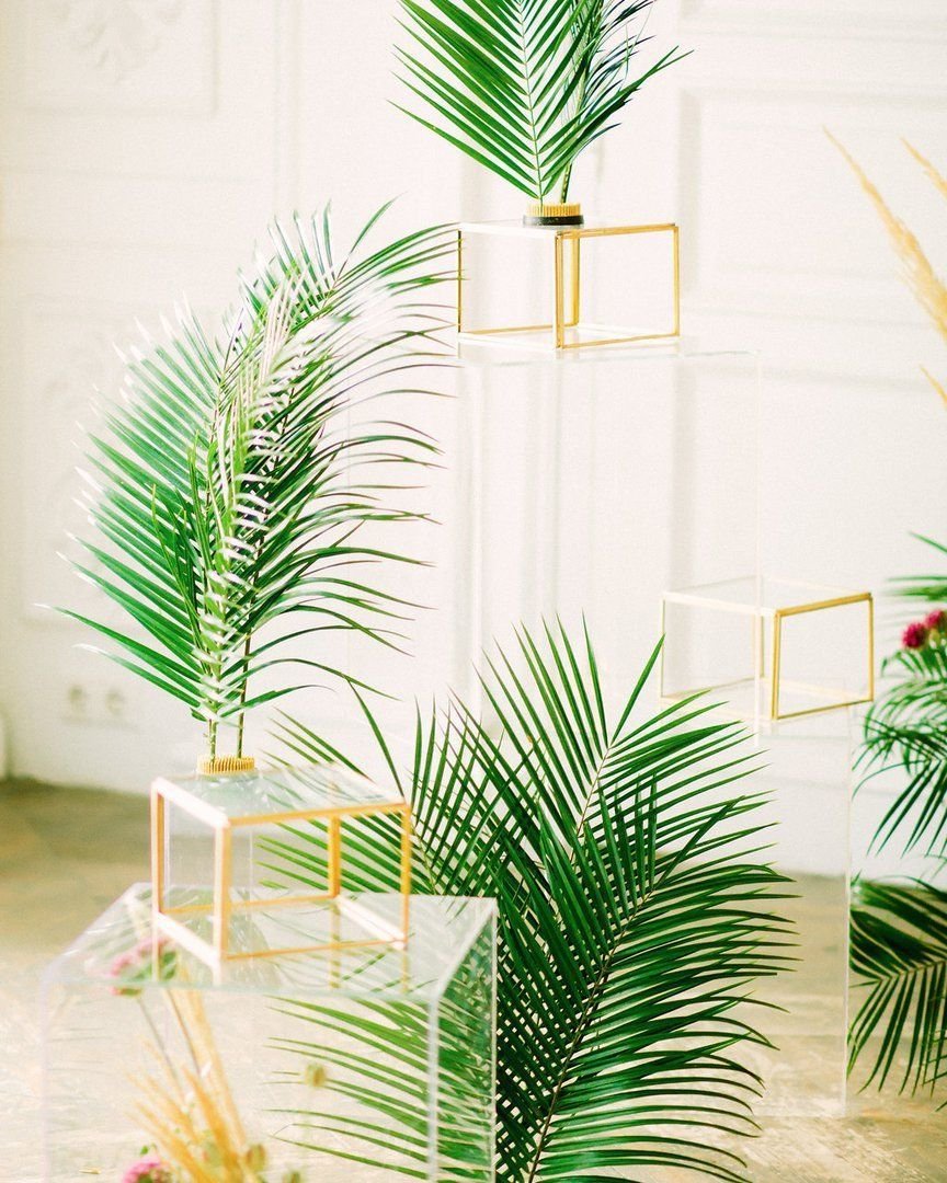 Тропические лист Monstera