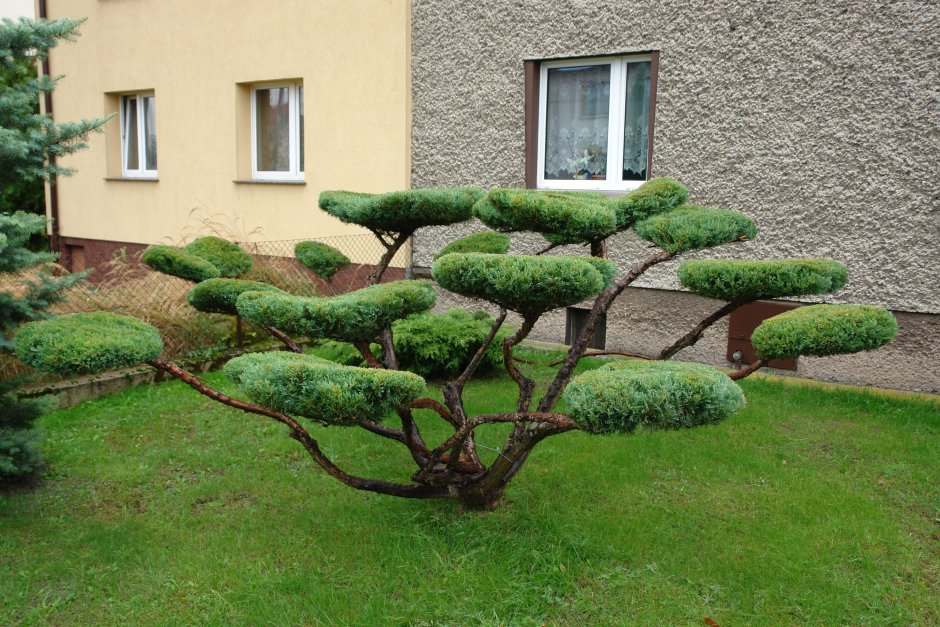 Липа Топиар