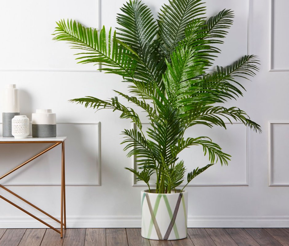 Арека Дипсис Пальма