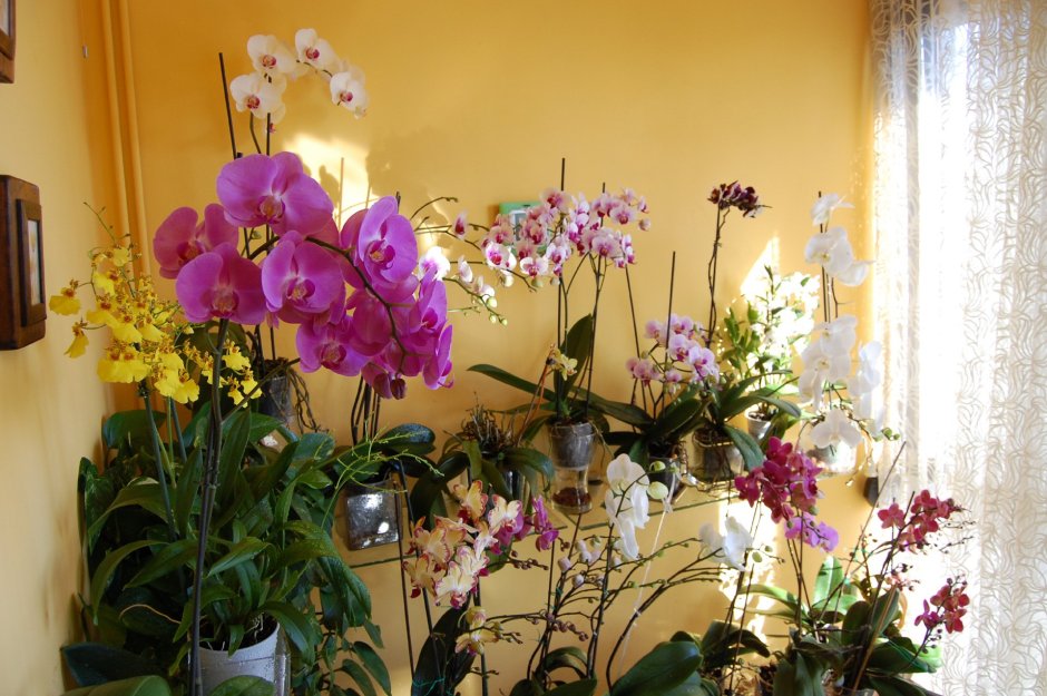 Орхидеи в домашнем интерьере
