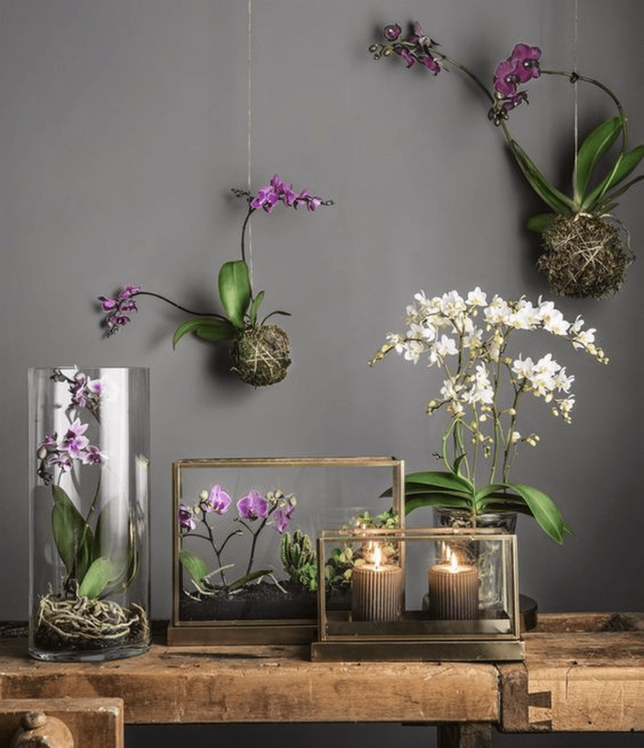 Орхидея фаленопсис висячая