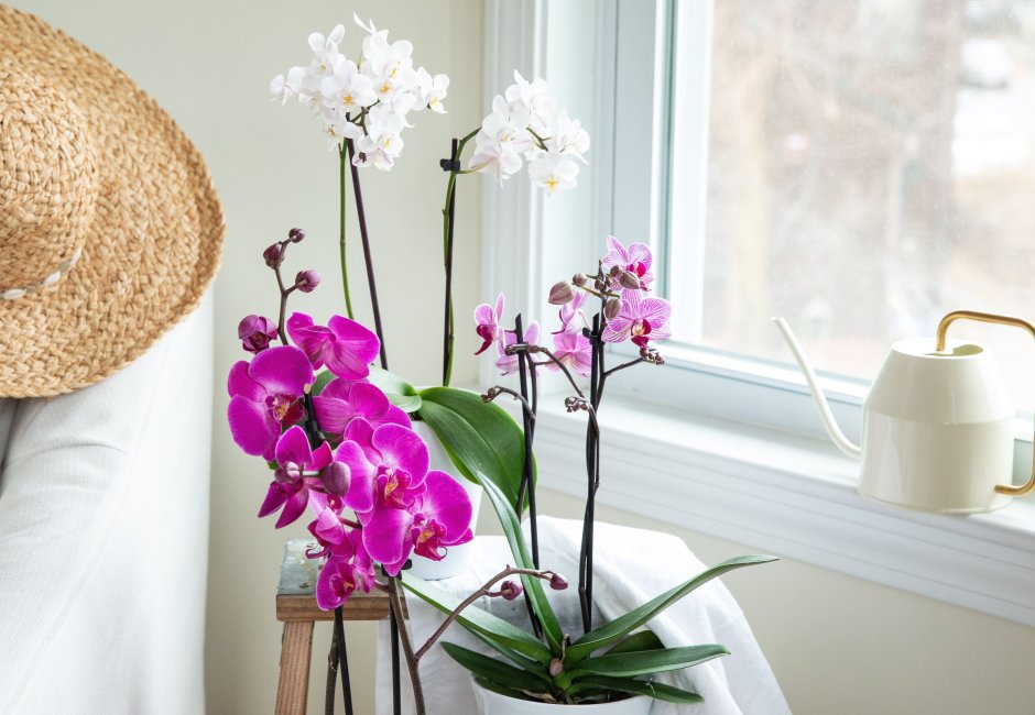 Орхидеи на подоконнике фото