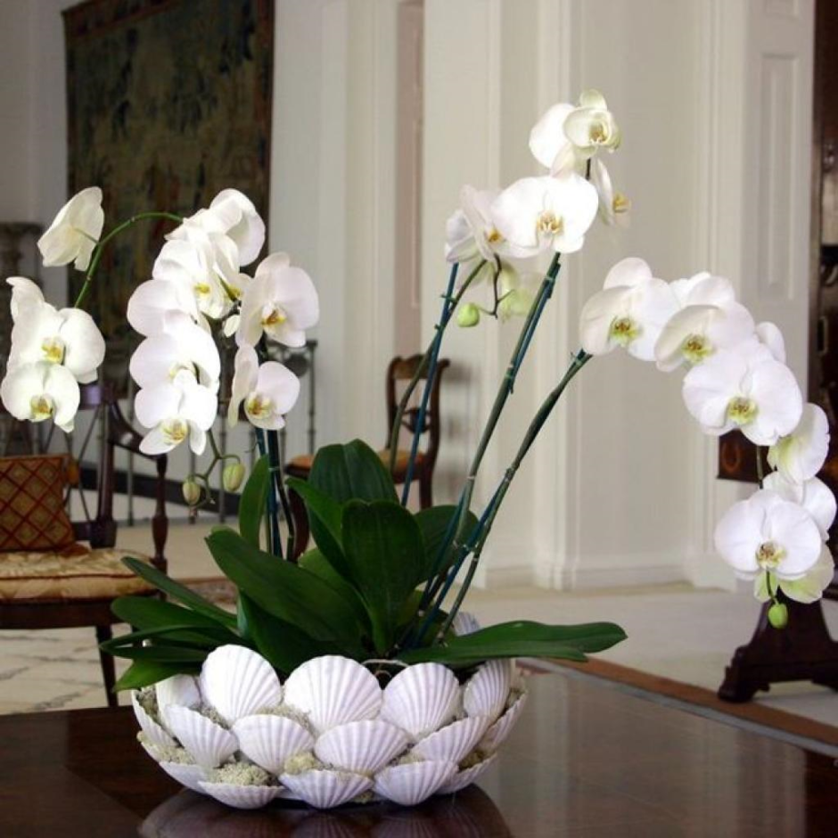 Орхидеи фаленопсис в интерьере гостиной