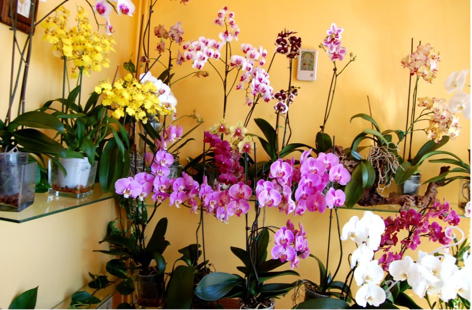 Размещение орхидей в квартире