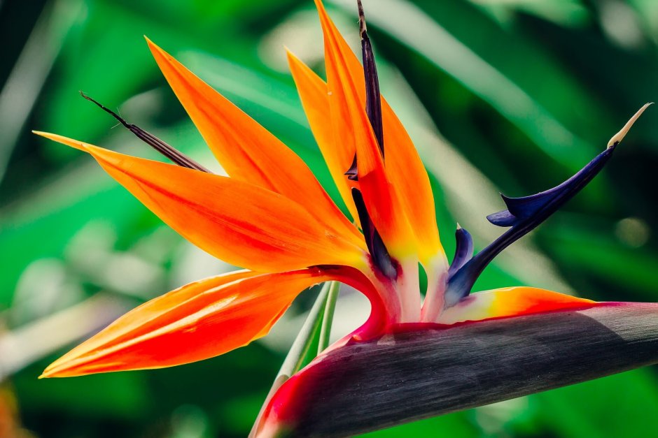Цветы тропические Стрелиция акварель