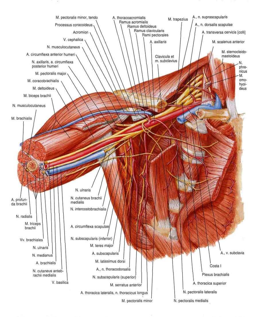 Подкрыльцовая впадина анатомия