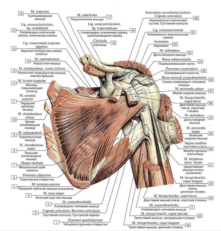 Foramen quadrilaterum анатомия