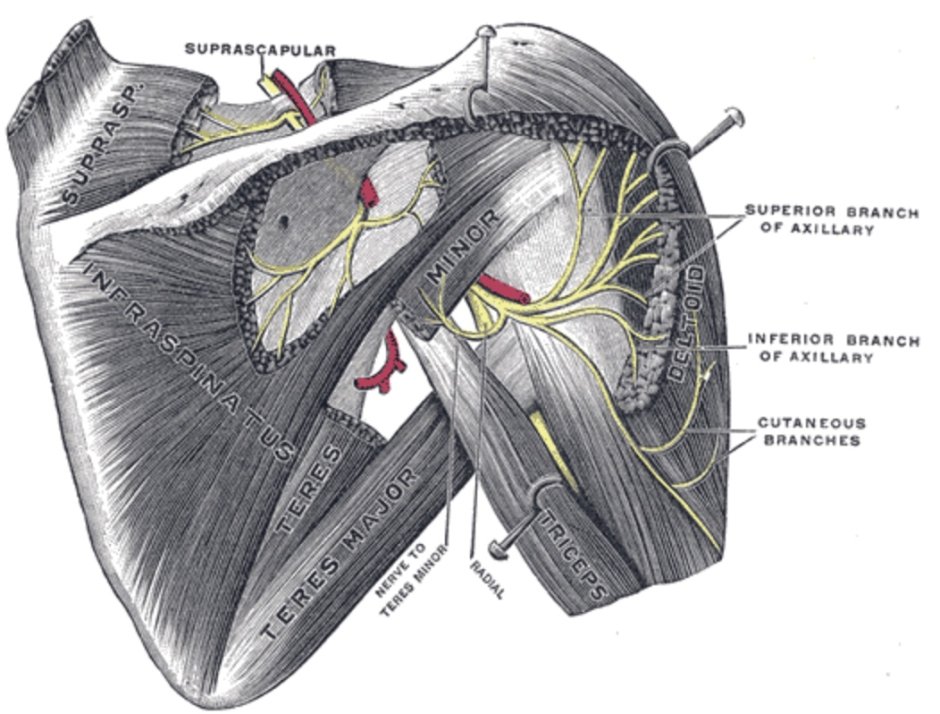 Foramen quadrilaterum стенки