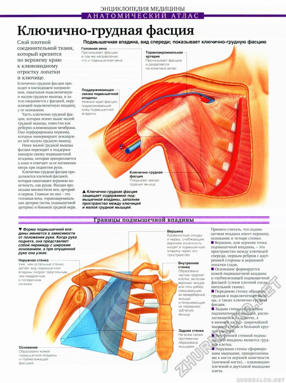 Мышцы подмышечной впадины анатомия