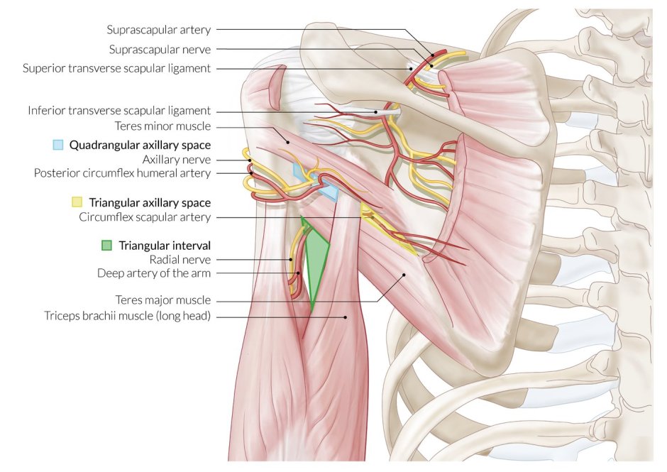 Foramen Trilaterum сосуды