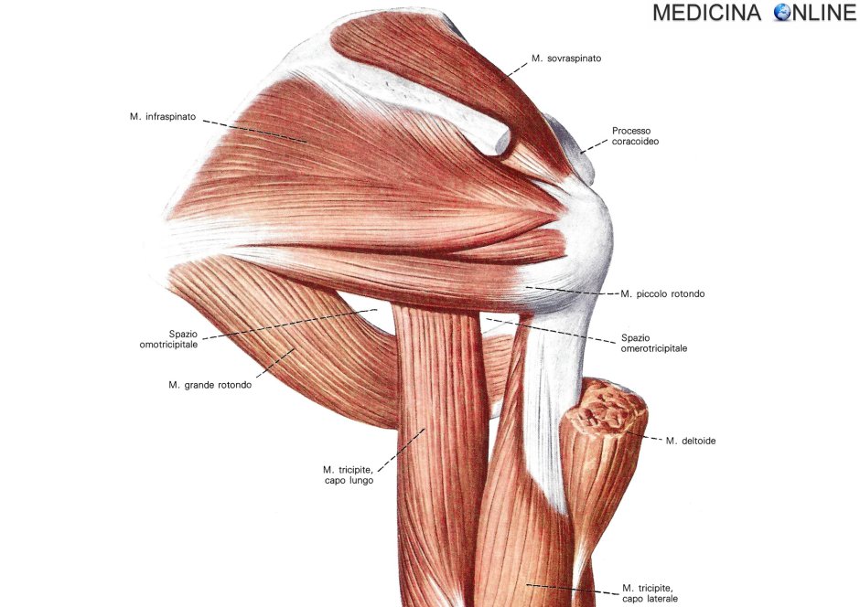 Foramen quadrilaterum анатомия