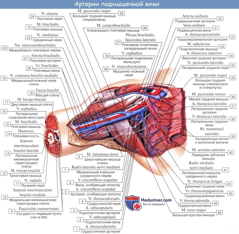 Подмышечная впадина топографическая анатомия
