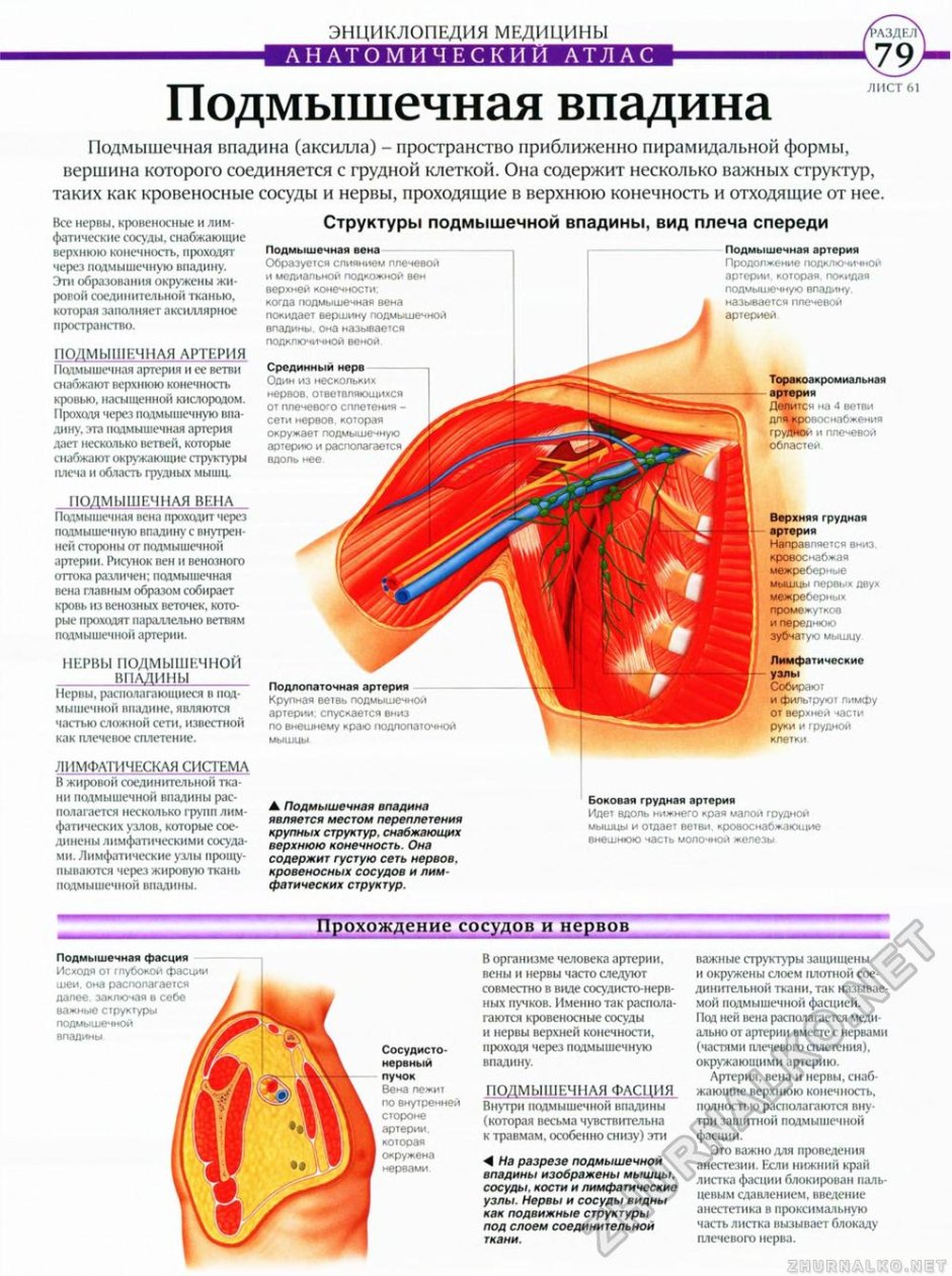 Строение подмышечной впадины