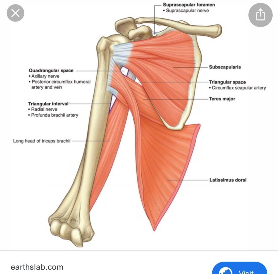 Foramen quadrilaterum стенки