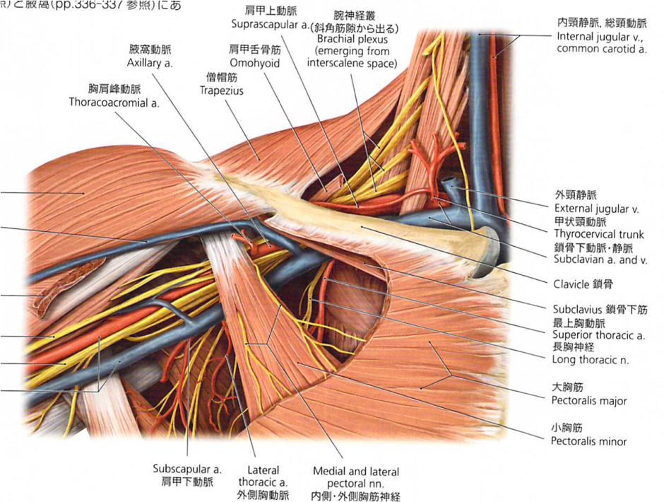 Nervus axillaris топография