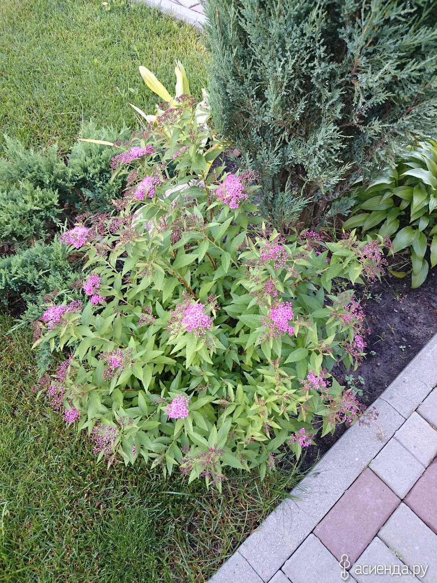 Спирея японская Мерло Грин