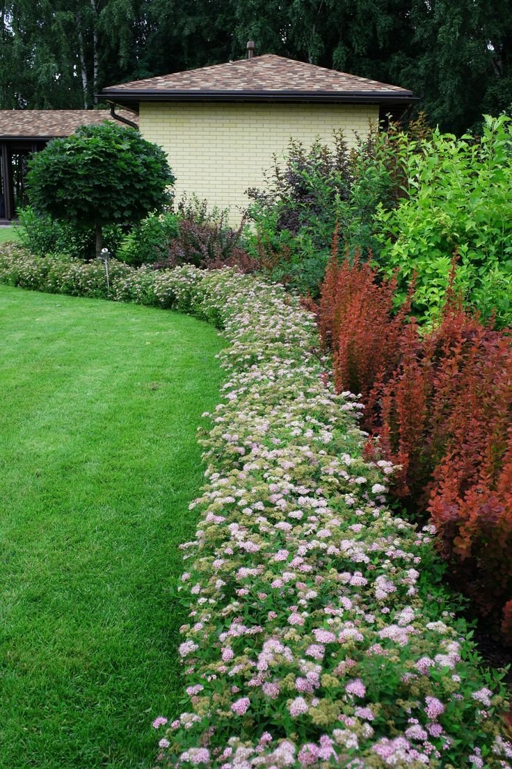 Спирея японская Вангутта