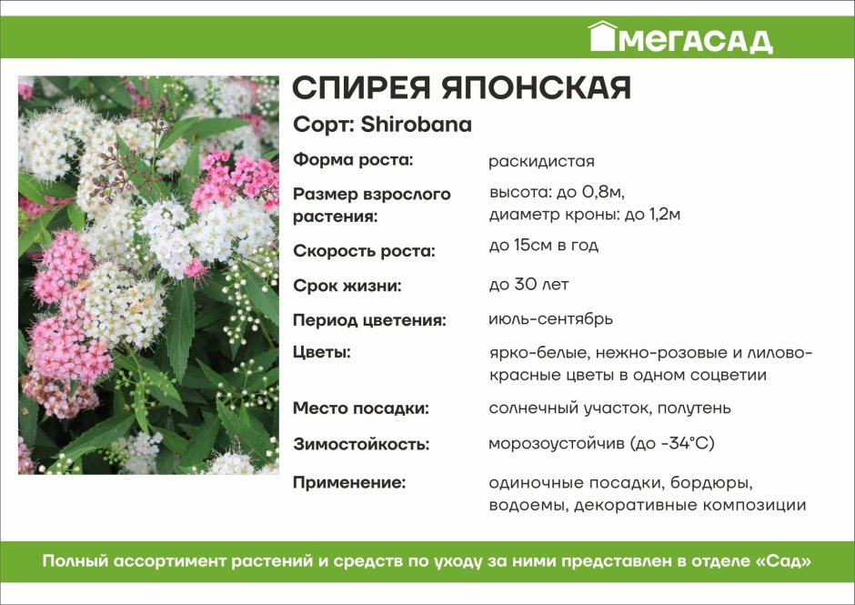 Спирея японская Shirobana с1,6-2