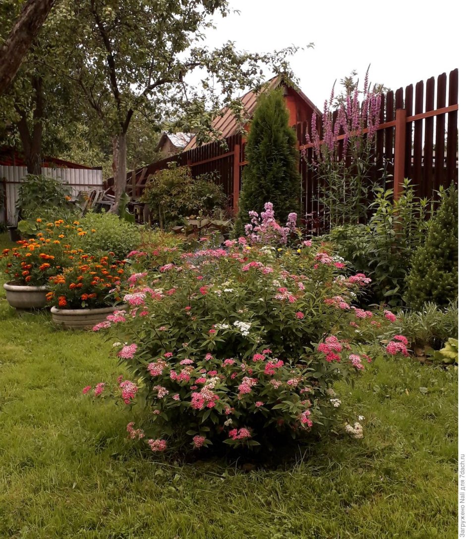 Спирея Сандроп