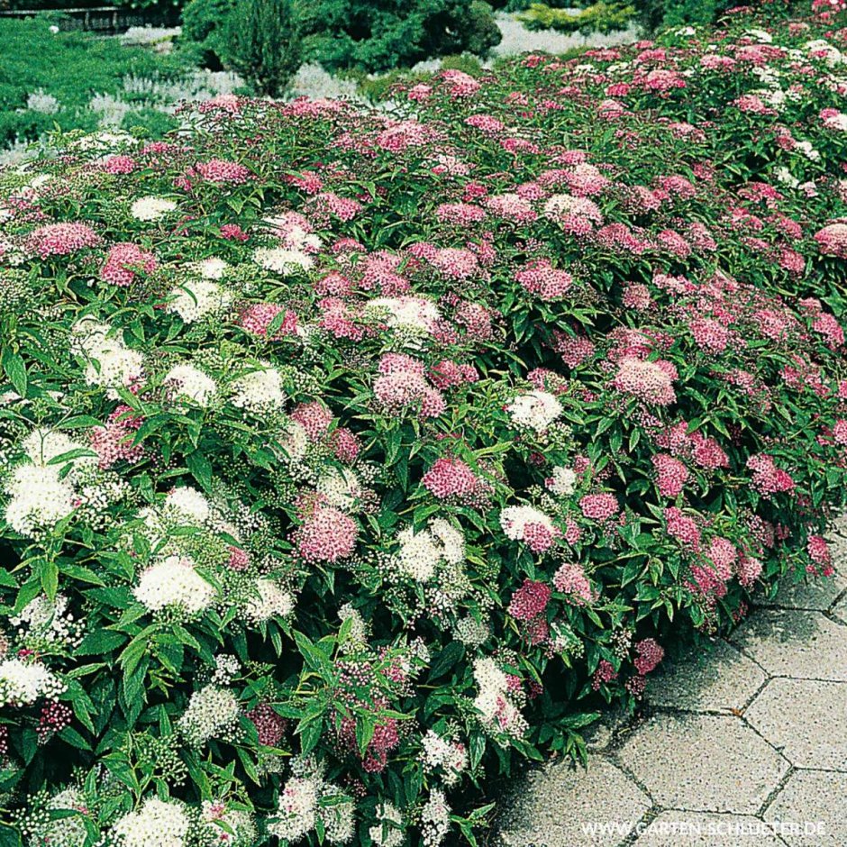 Спирея Генпей Широбана