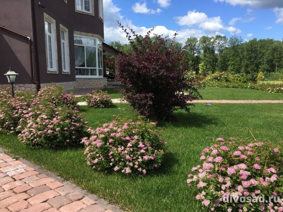 Спирея японская Генпей (Широбана) (с2)