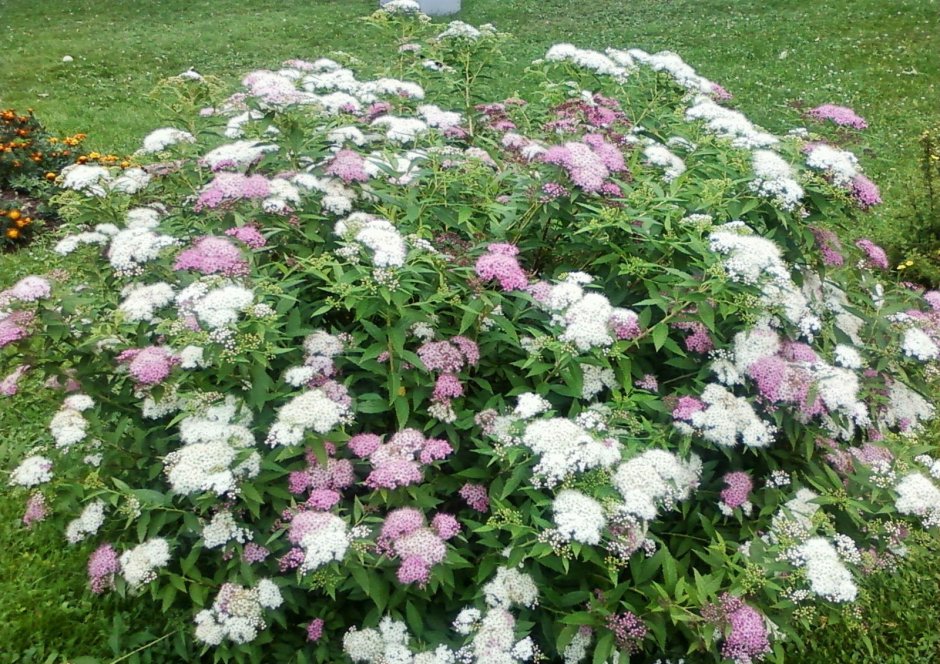 Спирея Широбана