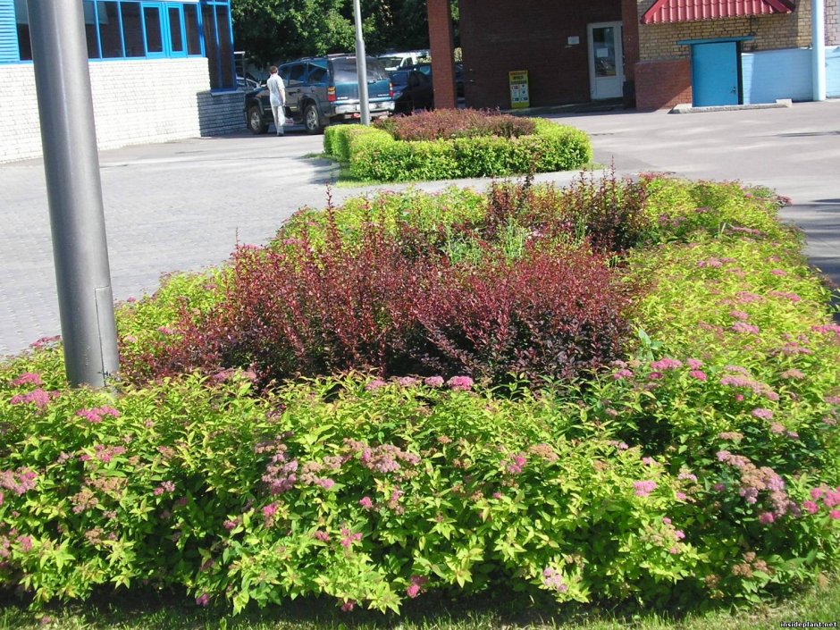 Форзиция спирея Барбарис