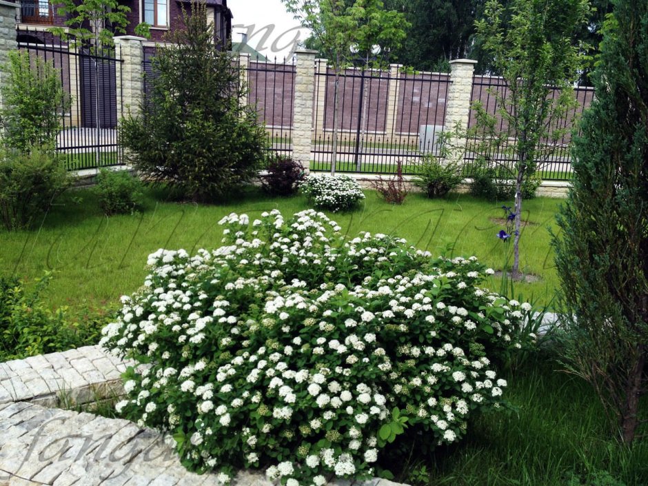 Клумба со спиреей Грефшейм