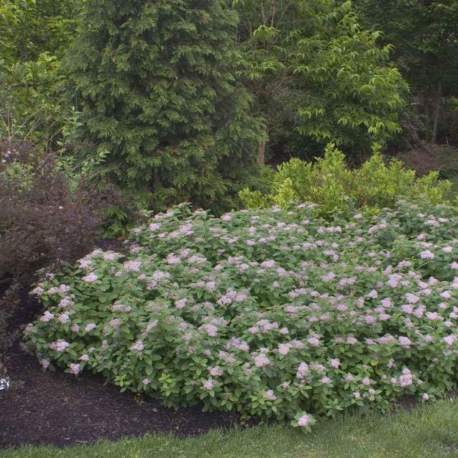 Спирея Pink Parasols