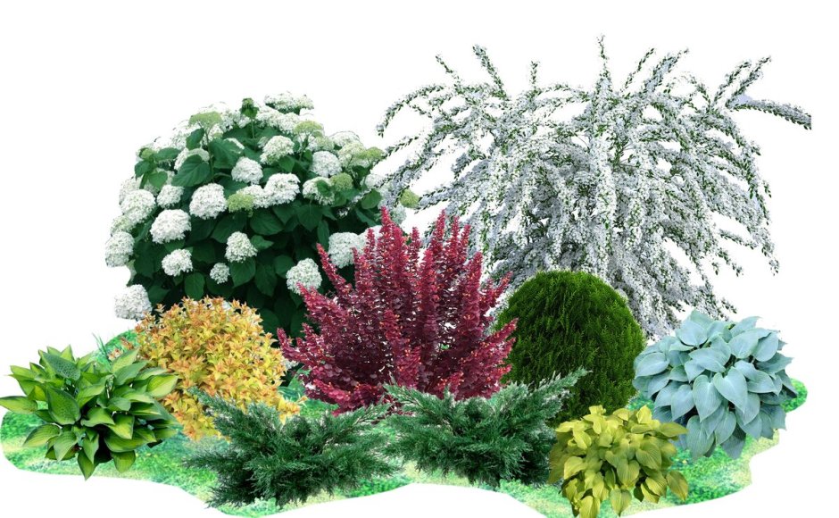 Спирея little Princess