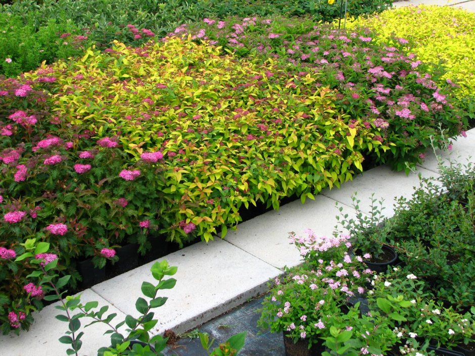 Спирея японская Голдфлейм