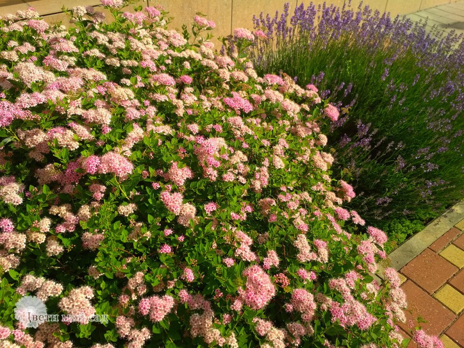 Спирея японская Широбана