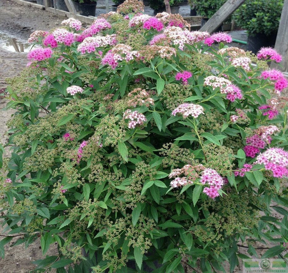 Гортензия спирея чубушник