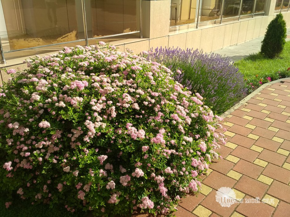 Спирея японская Широбана