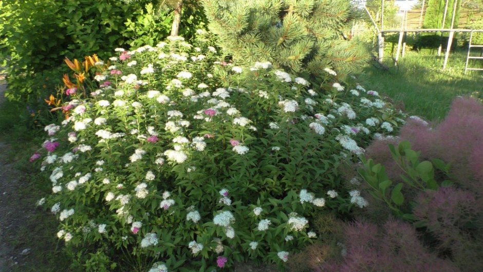 Спирея японская 'Genpei'