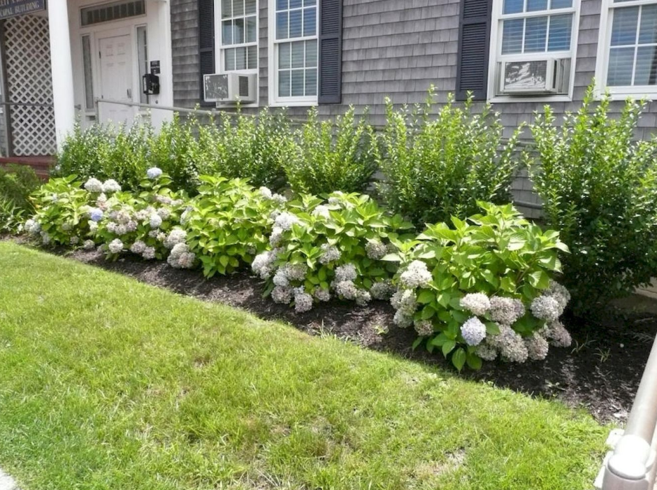 Спирея японская краснолистная