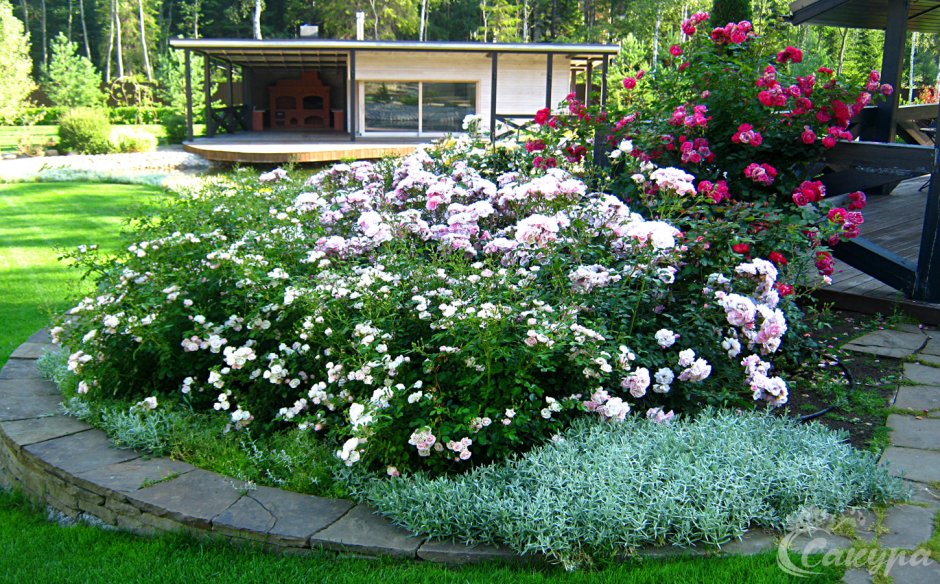 Лапчатка кустарниковая и спирея