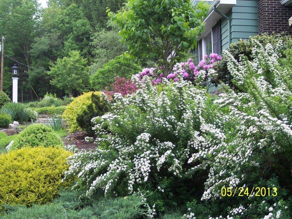 Спирея березолистная Tor Gold