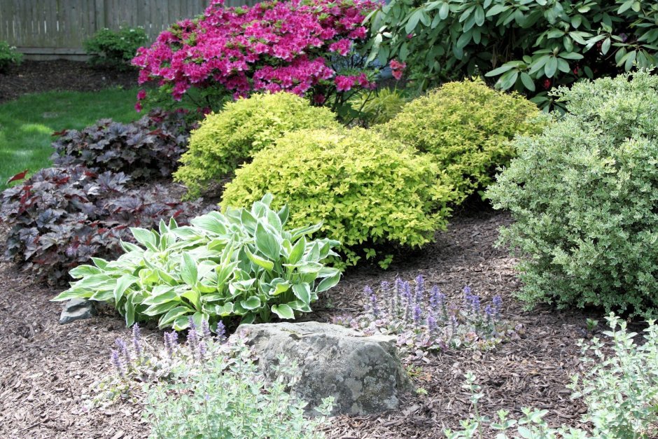 Спирея японская little Princess