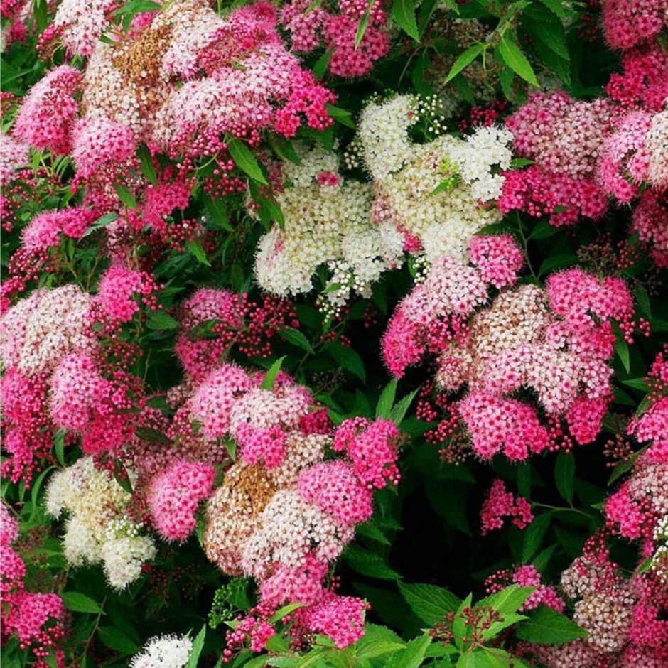 Спирея японская фитопластика