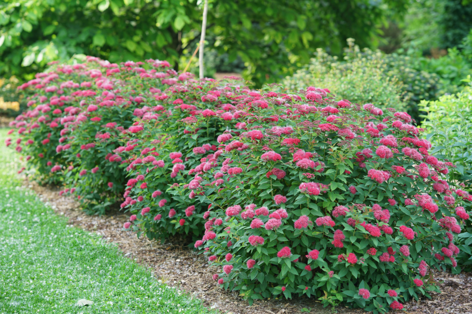 Спирея березолистная Исланд