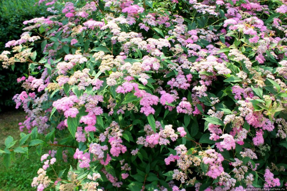 Спирея японская Широбана