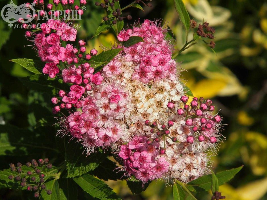 Спирея японская Shirobana