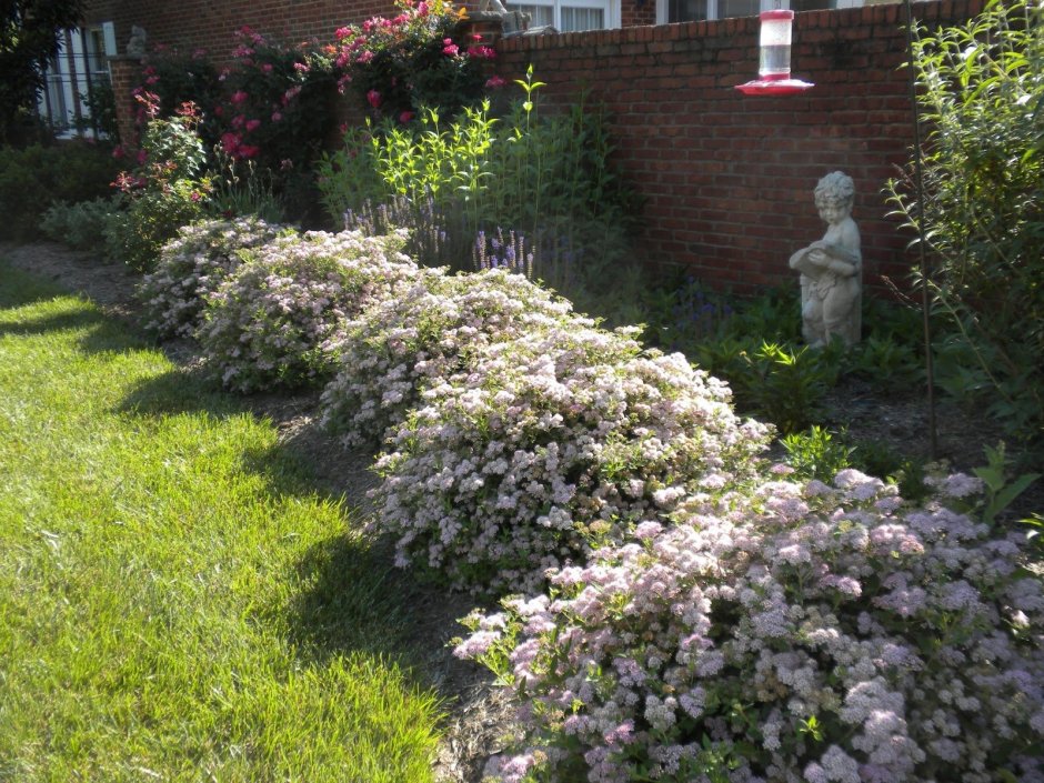 Спирея японская Дабл плей Биг бэнг