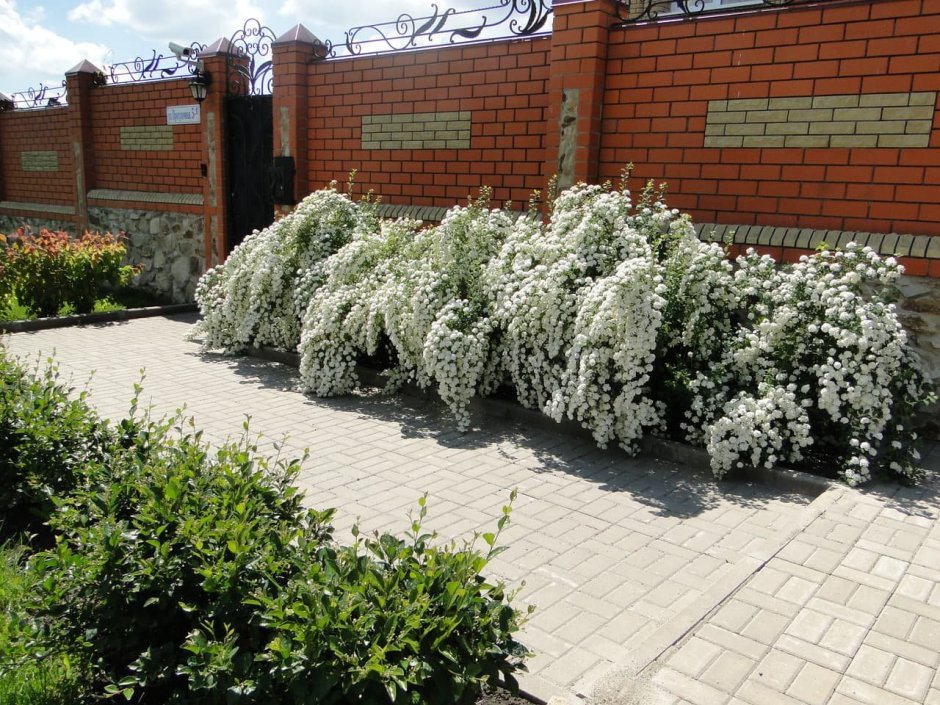 Спирея японская Дженпей