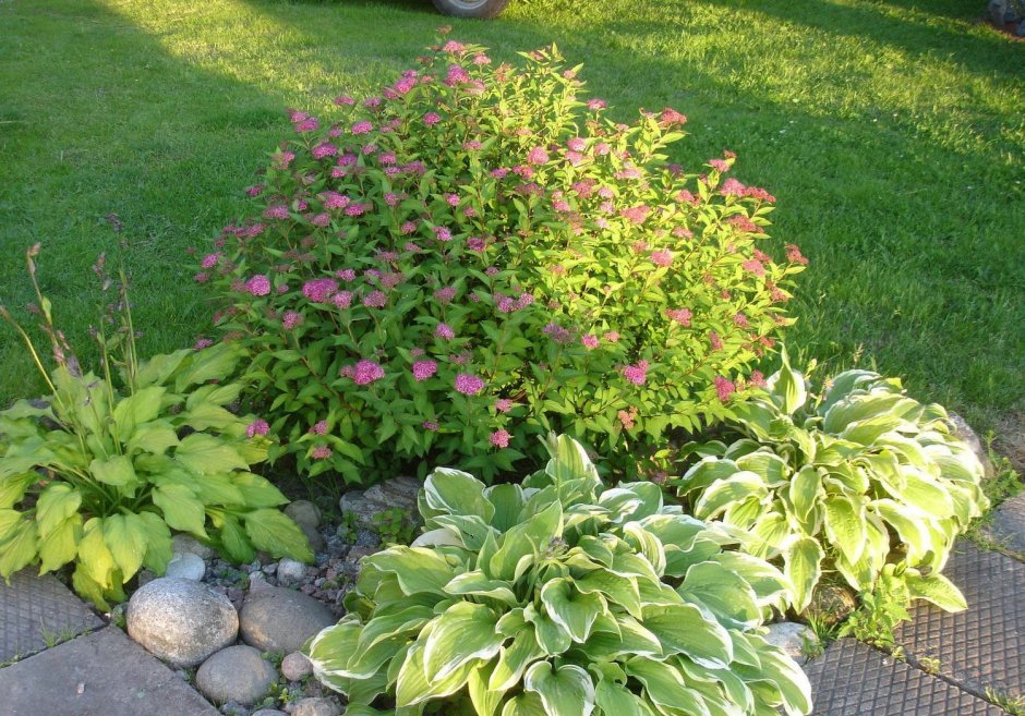 Спирея Грациоза