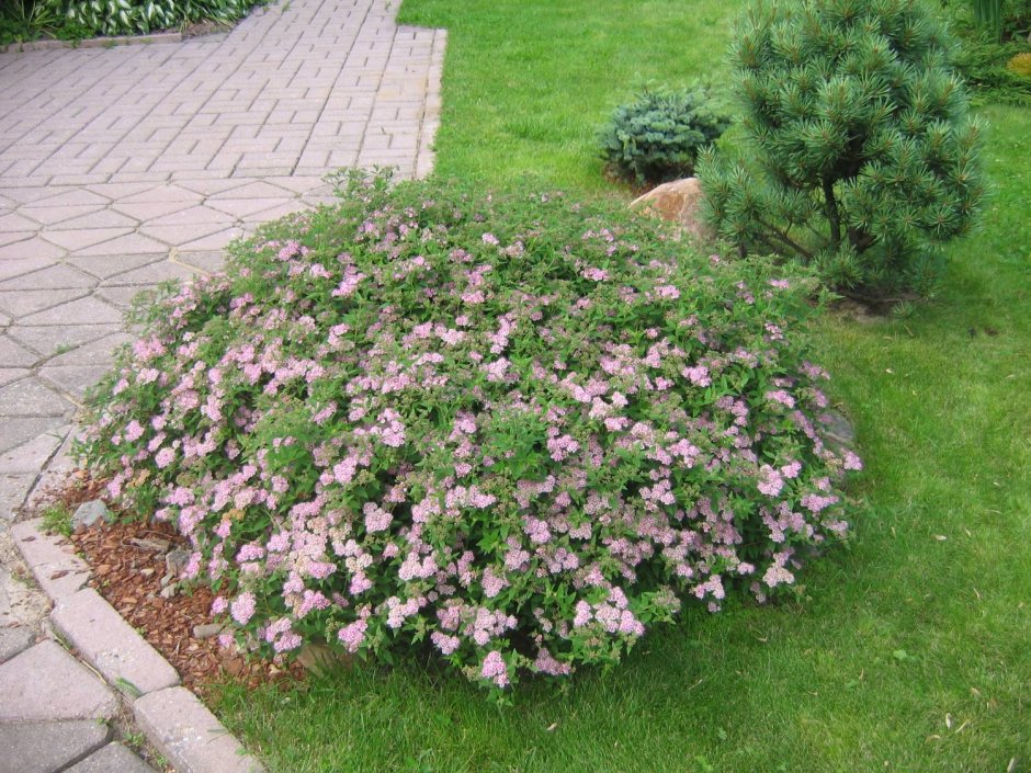 Спирея березолистная