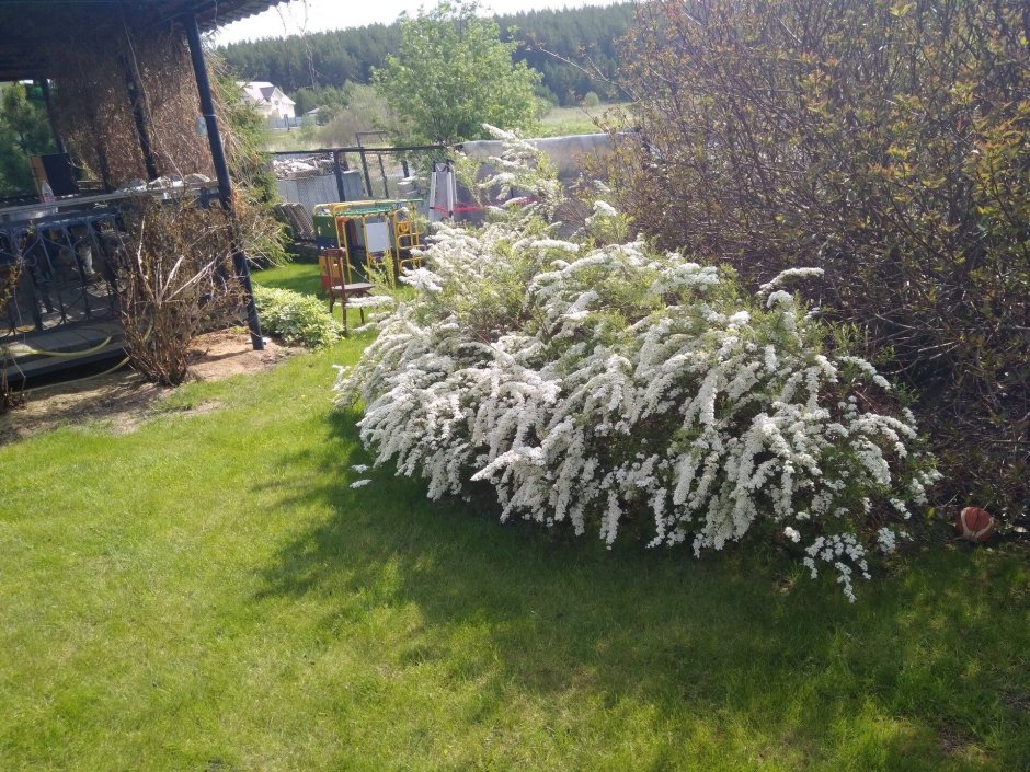 Спирея Бумальда Froebelii